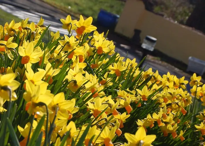 Findus House, 3* Macroom